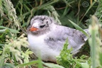 Arctic tern chick (Sterna paradisaea) Garry Smith